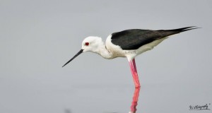 Black-winged Stilt - நெடுங்கால் உள்ளான்